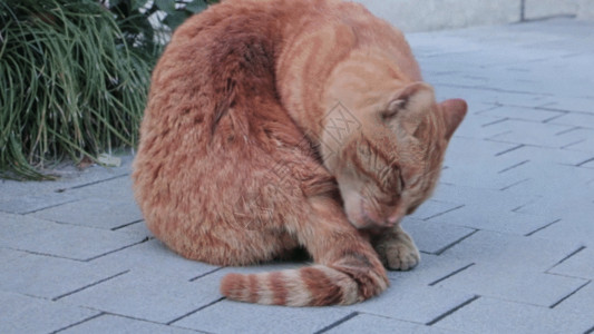 干净衣物干净的猫特写GIF高清图片