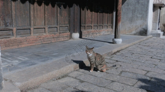 晒衣物小猫在晒太阳GIF高清图片