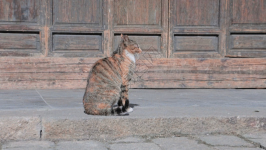 太阳门休闲猫GIF高清图片