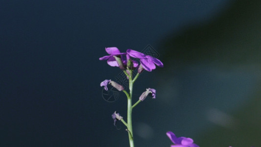 紫色植物花环紫色小花GIF高清图片