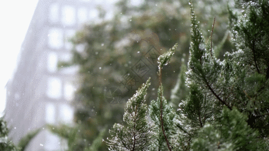 松树雪景GIF图片