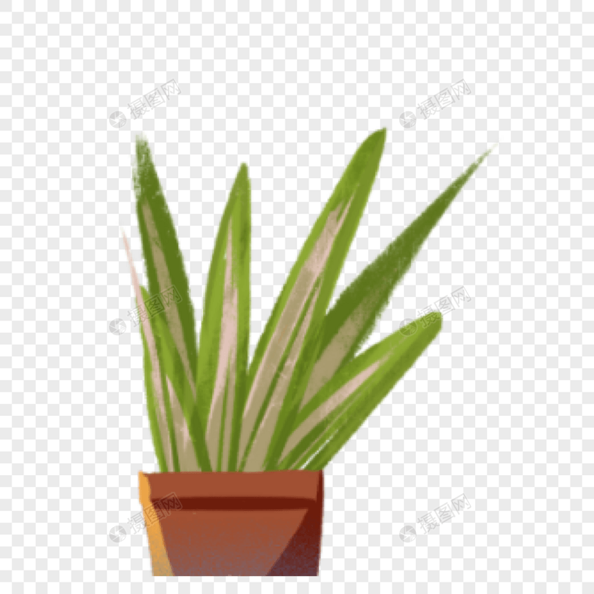 植物图片