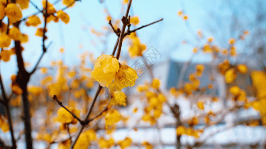 西安雪腊梅镜头GIF高清图片