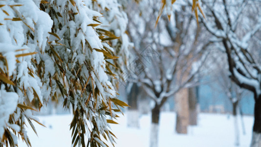车被雪覆盖竹叶上积雪GIF高清图片