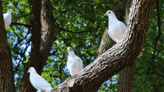 周末户外休闲周末公园游客喂食鸽子GIF高清图片