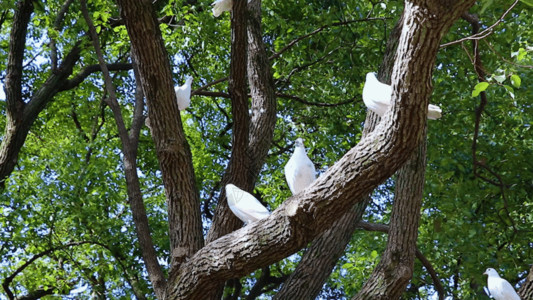树上鸟树上的鸽子GIF高清图片