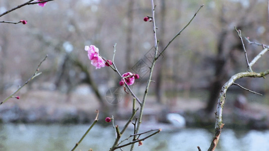 坚强梅花湖边的腊梅GIF高清图片