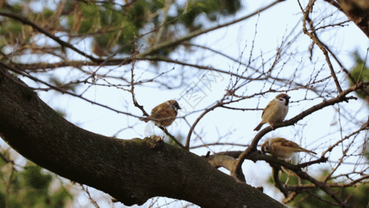 麻雀小鸟飞舞吃食GIF图片