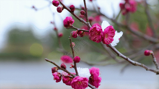 寒冬到粉红梅花GIF高清图片