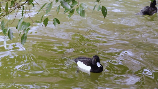 生态动物公园扁嘴鸭GIF高清图片