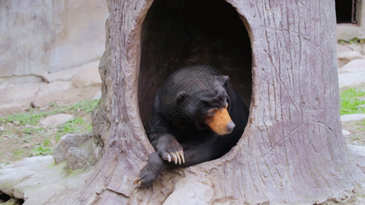 迷你动物园树洞中狗熊GIF高清图片