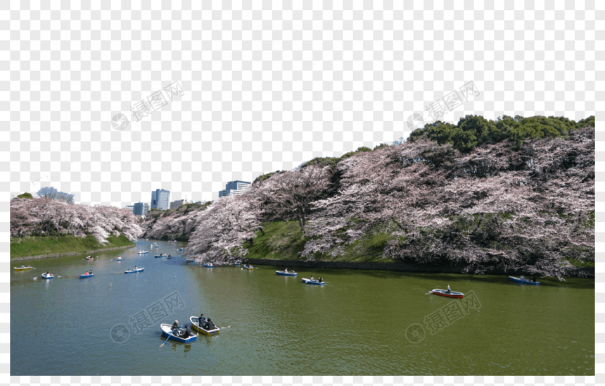 东京盛开河畔樱花图片