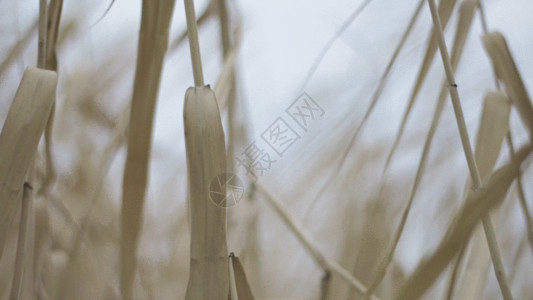 干枯花枯黄的野草实拍GIF高清图片