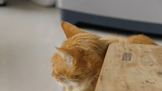 虎斑可爱猫GIF高清图片