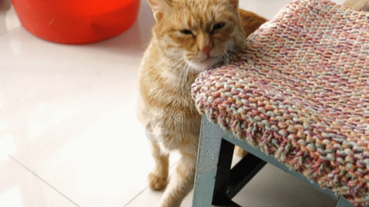 坐在椅子上猫宠物猫GIF高清图片