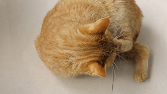 可爱的小橘猫玩耍中猫GIF高清图片