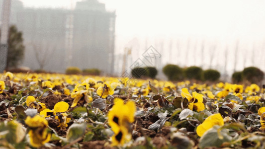 土地干旱枯萎的黄色的花GIF高清图片
