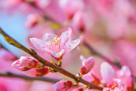 春天花卉油菜花上海宝山顾村公园樱花gif高清图片