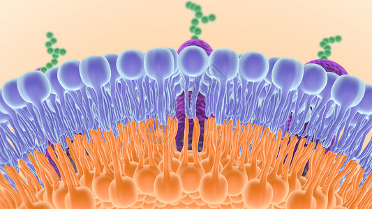 细胞膜结构3D人体高清图片素材