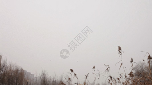 干枯的四叶草冬天湖边枯萎的芦苇GIF高清图片