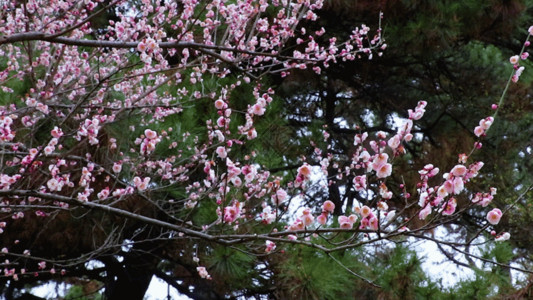 盛开的梅花GIF高清图片