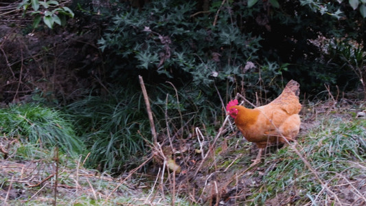 公鸡烛台寻食的母鸡GIF高清图片
