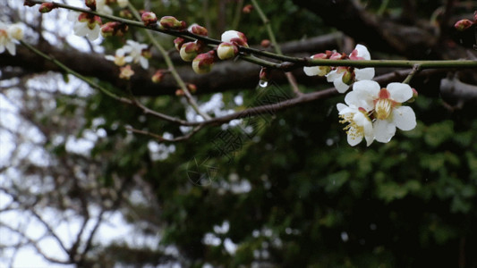 父爱如花洁白如雪不惧严寒白梅花GIF高清图片