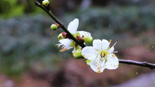 腊梅花茶绽放腊梅GIF高清图片