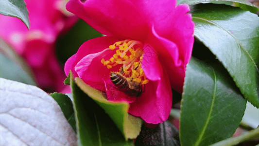 粉色山茶花实拍蜜蜂采蜜授粉过程GIF高清图片