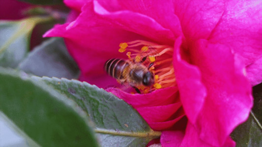粉色山茶花蜜蜂采蜜授粉过程GIF高清图片