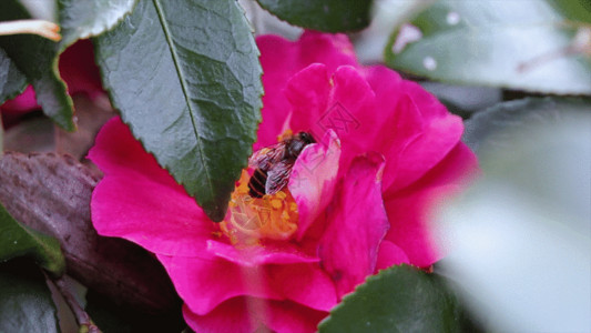 一朵山茶花蜜蜂采蜜授粉过程GIF高清图片