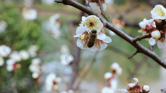 蜜蜂 白梅GIF图片