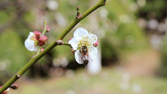 白桃花盛开蜜蜂采蜜GIF高清图片