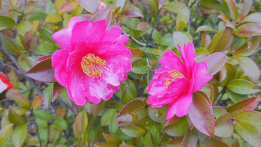 一朵山茶花花朵GIF高清图片