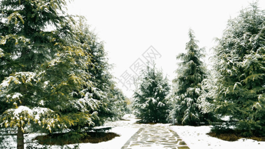 古代园林雪景雪景松树GIF高清图片