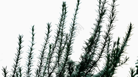 园林植物园冬天松树GIF高清图片