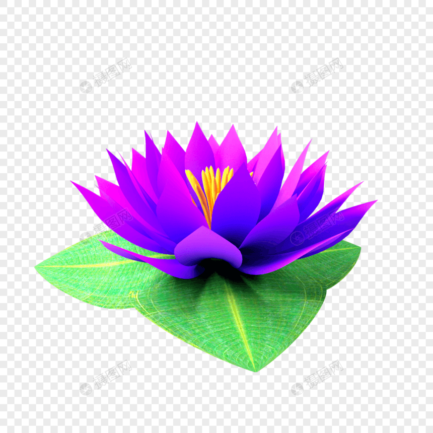 睡莲莲花紫色花朵绿叶图片