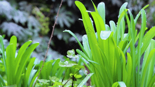 实拍清新自然绿色植物GIF图片