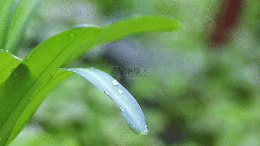 绿色小草GIF图片