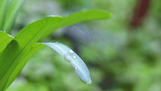 绿色清新水滴绿色小草GIF高清图片