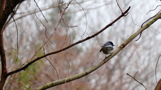 黑色树林树枝上的小鸟GIF高清图片