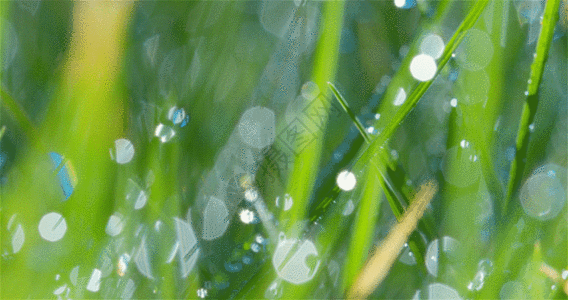 清晨的露珠水滴GIF图片