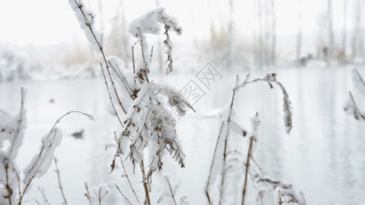 新疆湖泊新疆冬季温泉雪景GIF高清图片