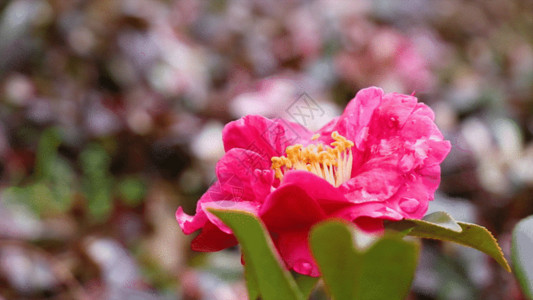 粉色山茶花美丽的花朵GIF高清图片