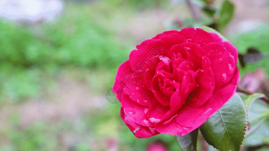 玫瑰露水花朵GIF高清图片