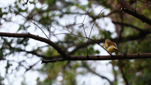 鸟类标本美丽的鹀鸟GIF高清图片