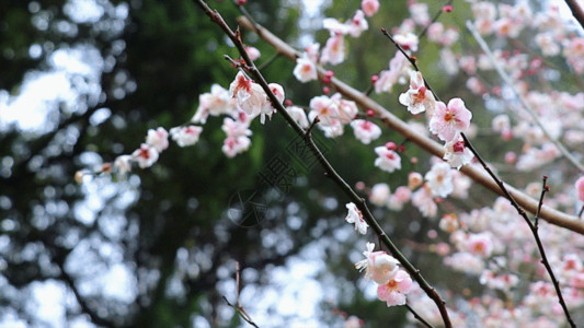 核桃粉梅花GIF高清图片