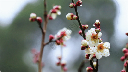 粉花抱枕数枝梅花GIF高清图片