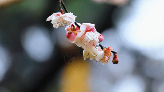 白色的粉盛开梅花GIF高清图片