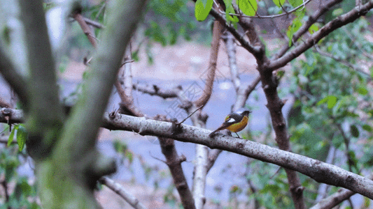 黑嘴黄胸鹀鸟GIF图片